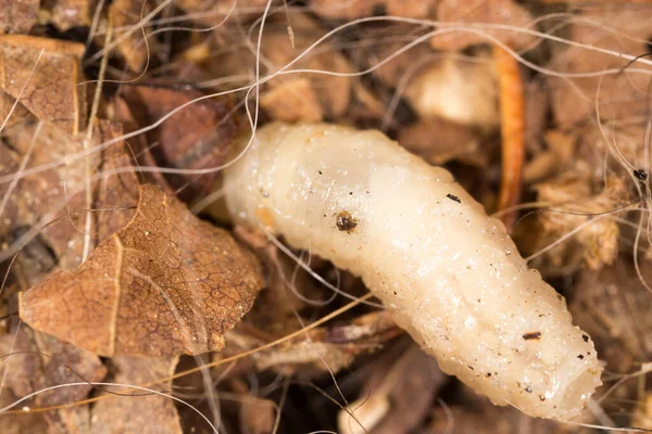 Weiße Maden Der Natur Makro Park Der Natur — Stockfoto