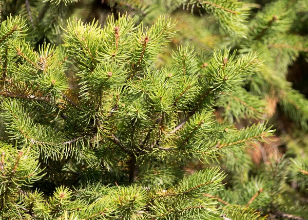 Doğadaki yeşil köknar ağacı. Doğadaki parkta.