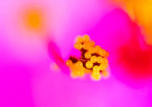 Pollen Blomman Makro Parken Naturen — Stockfoto