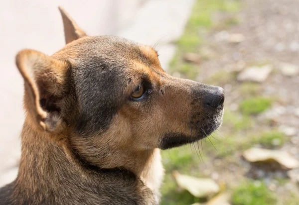 Doğadaki Köpek Doğadaki Parkta — Stok fotoğraf