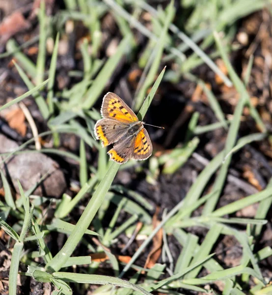 Papillon Orange Dans Herbe Sur Nature — Photo