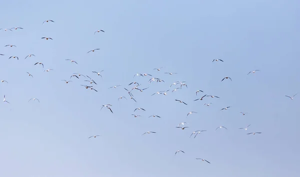 Ein Schwarm Möwen Flug Park Der Natur — Stockfoto