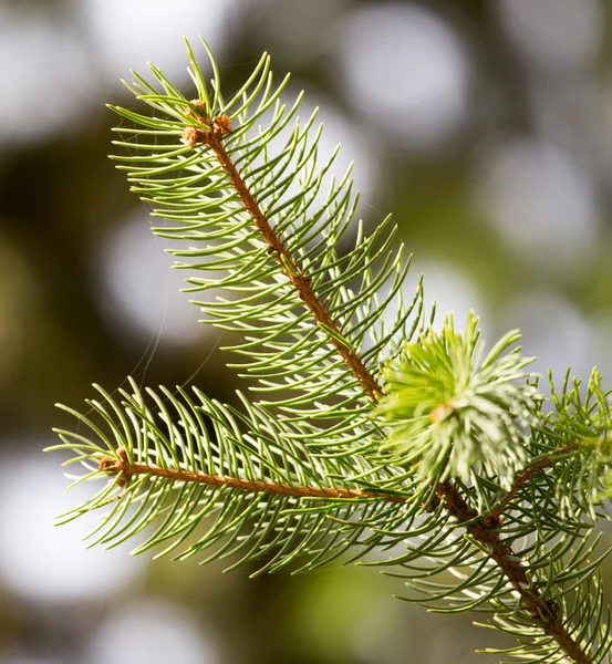 Abete Verde Natura Nel Parco Nella Natura — Foto Stock