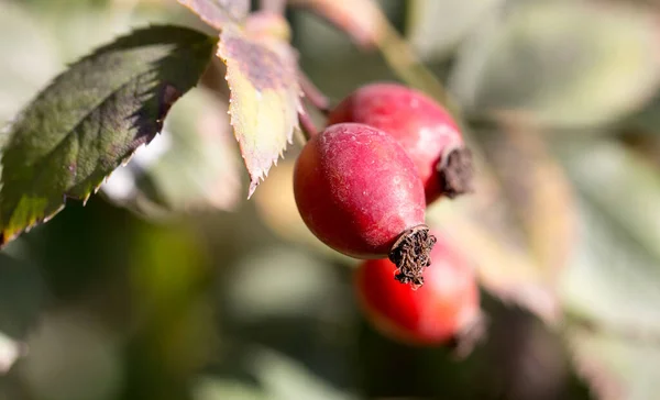 Églantier Rouge Dans Nature Dans Parc Dans Nature — Photo