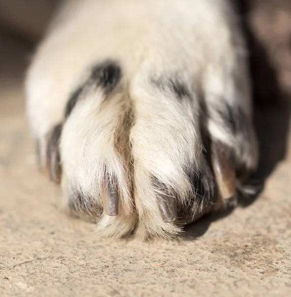 Pata Perro Macro Parque Naturaleza —  Fotos de Stock