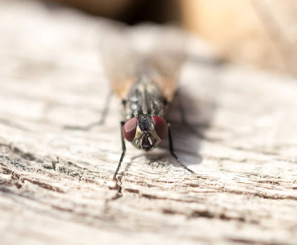Fly Wooden Background Парке Природе — стоковое фото