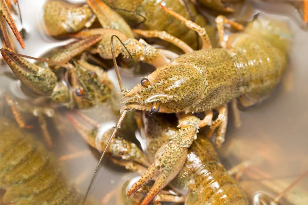 Crayfish Hidup Dalam Air Sebagai Latar Belakang — Stok Foto