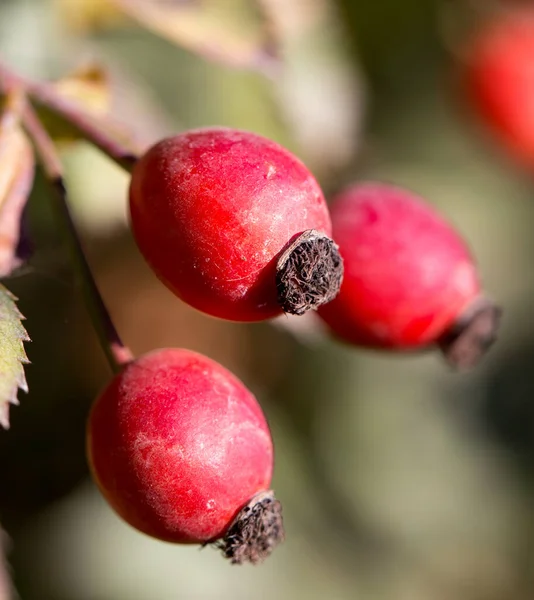 Red Rosehips Nature Park Nature — Stock Photo, Image