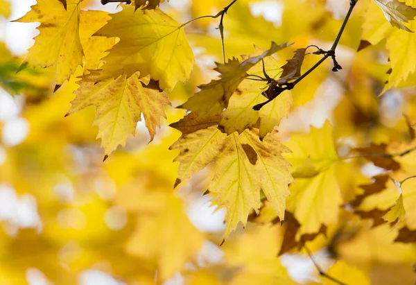 Las Hojas Árbol Naturaleza Otoño — Foto de Stock