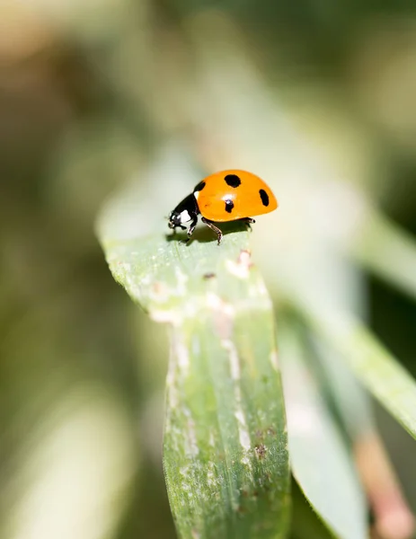 Ladybird Grass Macro Park Nature — Stock Photo, Image