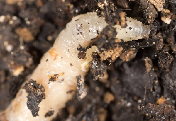 White Grubs Nature Macro Park Nature — Stock Photo, Image