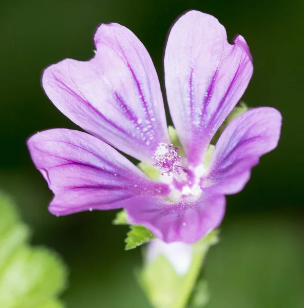 自然界中美丽的紫色花朵 在大自然的公园里 — 图库照片