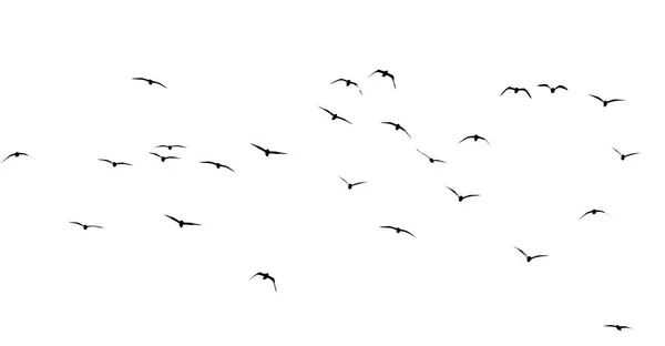 Beyaz Arka Planda Bir Kuş Sürüsünün Silueti — Stok fotoğraf
