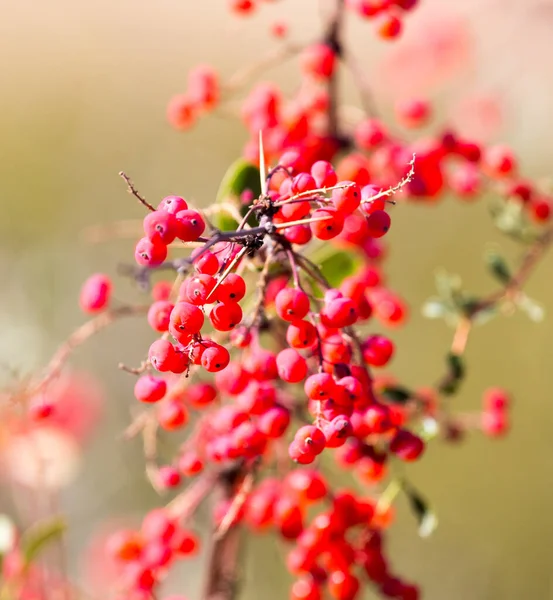 Red Barberry Nature Park Nature — Stock Photo, Image