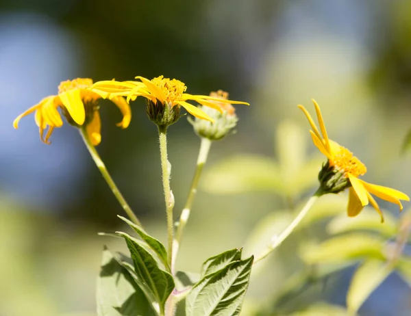 Žlutý Květ Přírodě Parku Přírodě — Stock fotografie