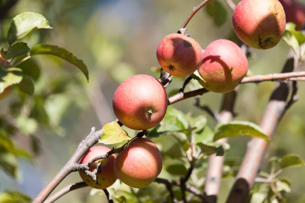 Dojrzałe Jabłka Drzewie Przyrodzie — Zdjęcie stockowe