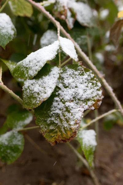 First Snow Leaves Plants — Stock Photo, Image