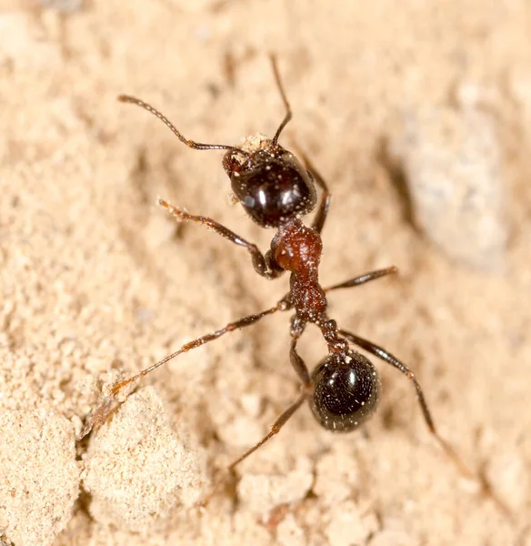 蚂蚁的本性 在大自然的公园里 — 图库照片