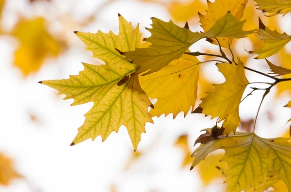 Las Hojas Árbol Naturaleza Otoño —  Fotos de Stock