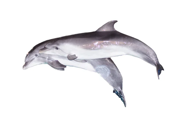 Two Dolphins White Background Photos Studio — Stock Photo, Image