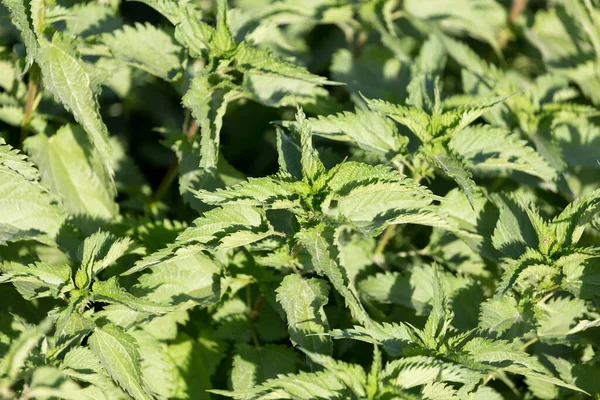 Nässlor Blad Som Bakgrund Parken Naturen — Stockfoto