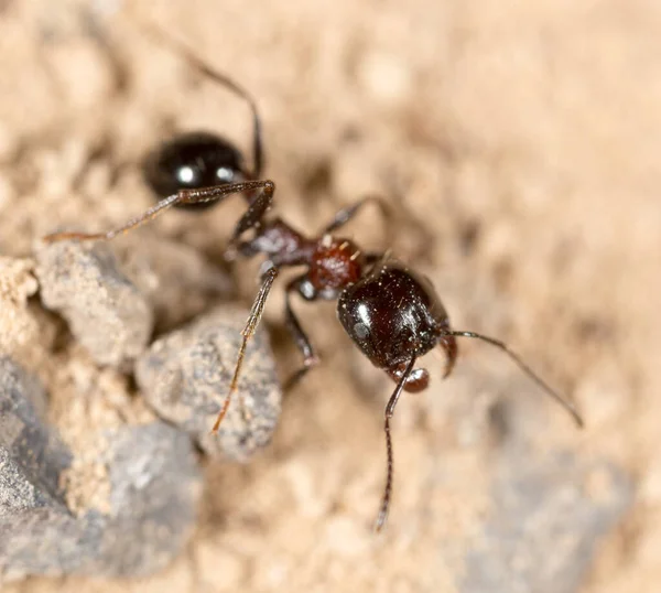 Fourmi Dans Nature Macro Dans Parc Dans Nature — Photo