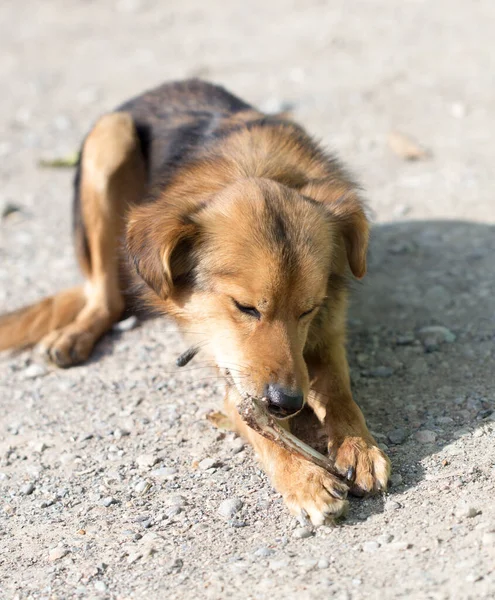 Kutya Megeszik Egy Csontot Parkban Természetben — Stock Fotó