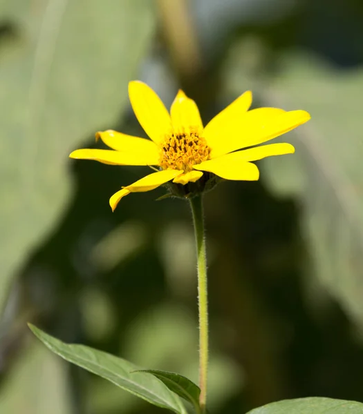 Fiore Giallo Natura Nel Parco Nella Natura — Foto Stock