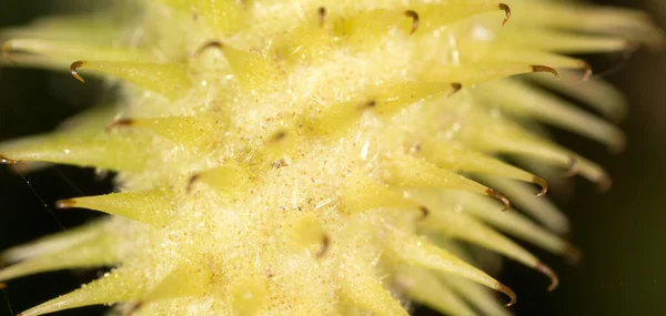 Pigger Grønne Piggene Makro Parken Naturen – stockfoto