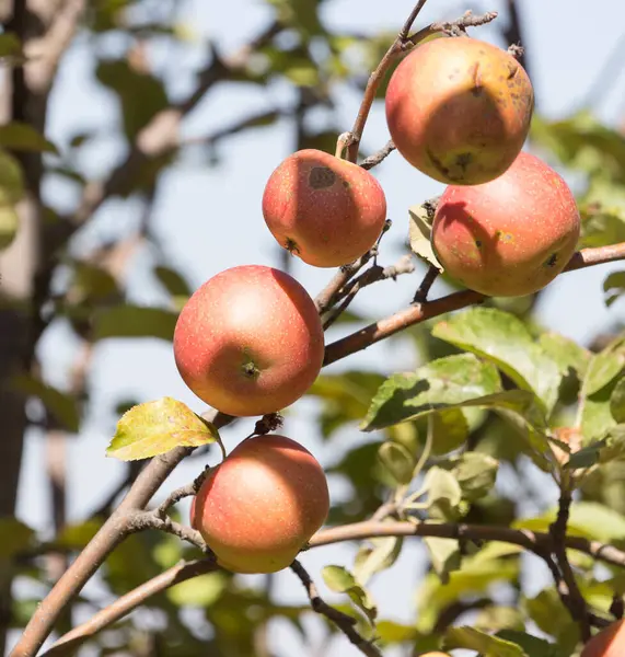 Manzanas Maduras Árbol Naturaleza — Foto de Stock