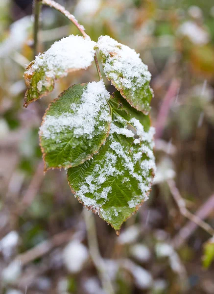 First Snow Leaves Plants — Stock Photo, Image