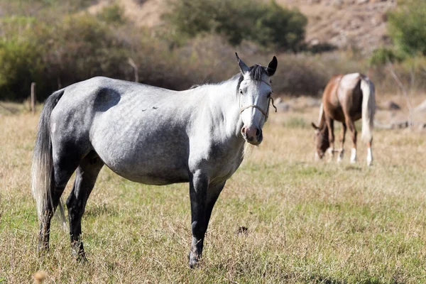 Caballo Pasto Otoño — Foto de Stock