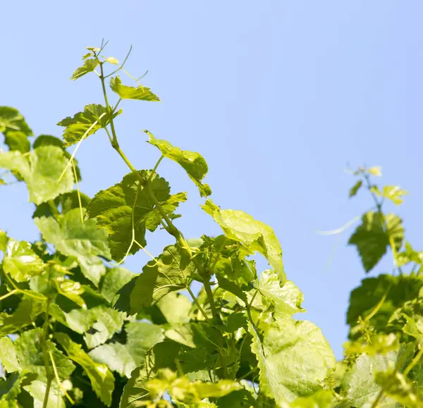 Üzüm dalları mavi gökyüzünün arka planında .