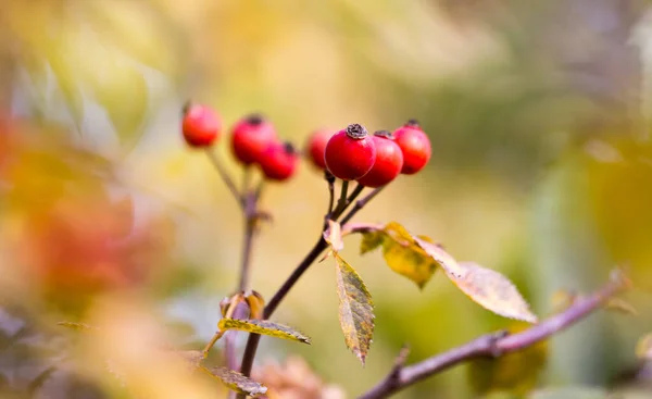 Красные Шиповники Природе Парке Природе — стоковое фото