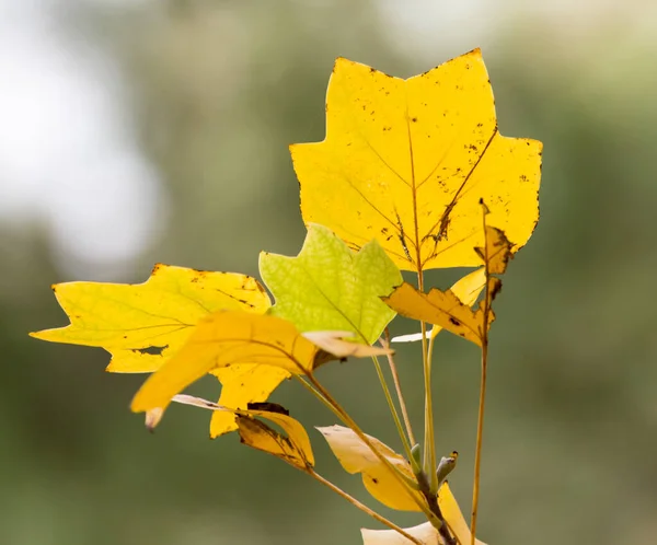Bladeren Aan Boom Natuur Herfst — Stockfoto