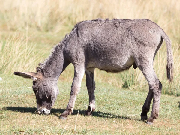 秋天的草场上的驴子 — 图库照片