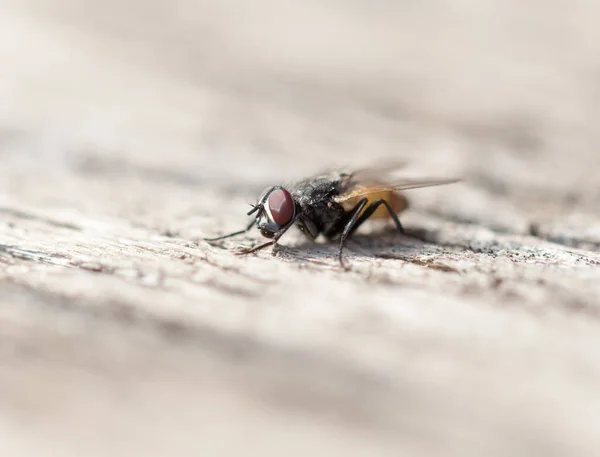 Fly Wooden Background Park Nature — Stock Photo, Image