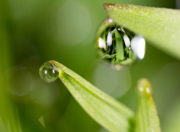 Drops Dew Green Grass Macro — Stock Photo, Image