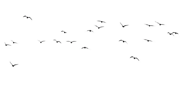 Silhouette Uno Stormo Uccelli Sfondo Bianco Foto Stock
