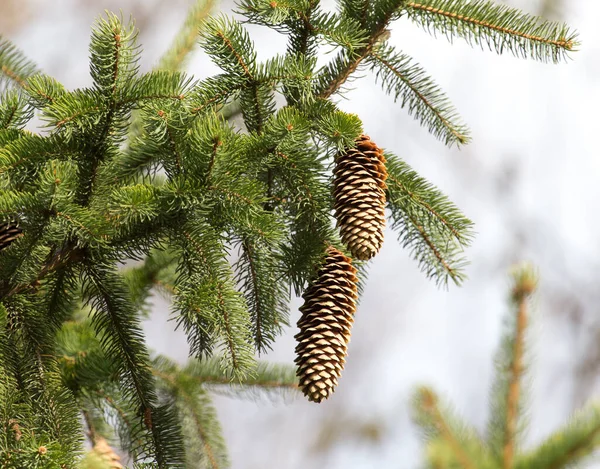 Cones Tree Nature Park Nature — Stock Photo, Image