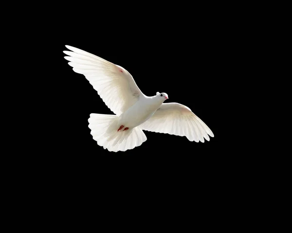Weiße Taube Auf Schwarzem Hintergrund Park Der Natur lizenzfreie Stockfotos