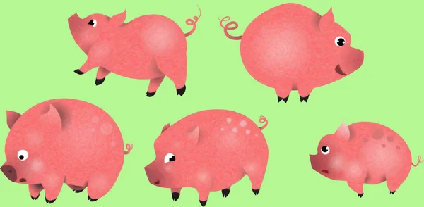 Pigs Symbol Coming 2019 — Stock Photo, Image