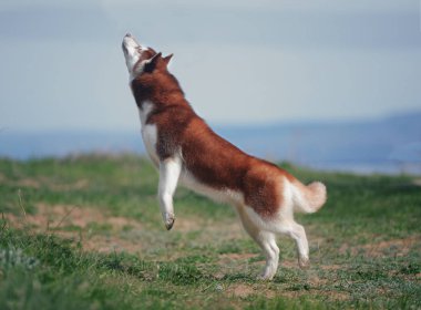 kırmızı kabarık köpek ırkı Sibirya atlama 
