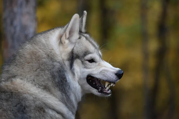 Lobo Sorridente Floresta Outono — Fotografia de Stock