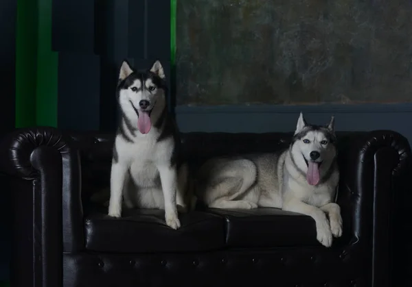 Zwei Sibirische Huskyhunde Posieren Auf Einem Ledersofa — Stockfoto