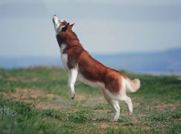 Raça Cão Fofo Vermelho Salto Siberiano — Fotografia de Stock