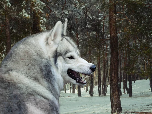 Grinsender Wolf Winterwald — Stockfoto