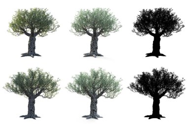 Zeytin ağaçları maskeleri ile beyaz arka plan üzerinde izole kümesi