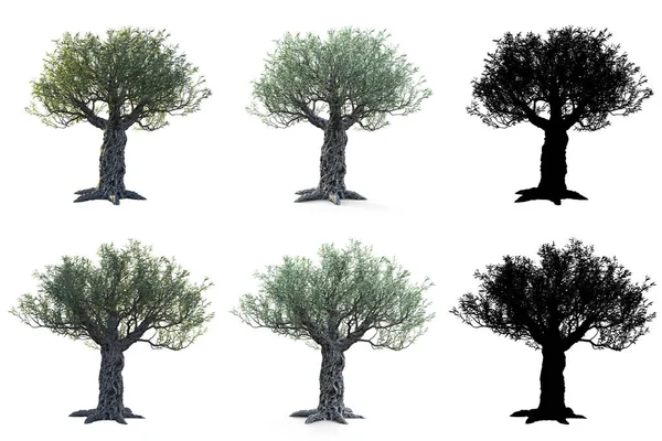 Zeytin ağaçları maskeleri ile beyaz arka plan üzerinde izole kümesi