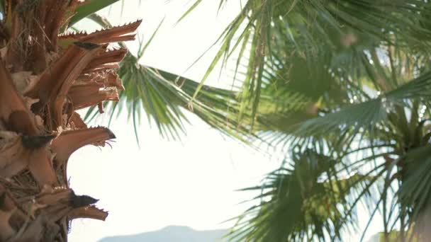 Hermosa chica caminando en el bosque tropical . — Vídeos de Stock